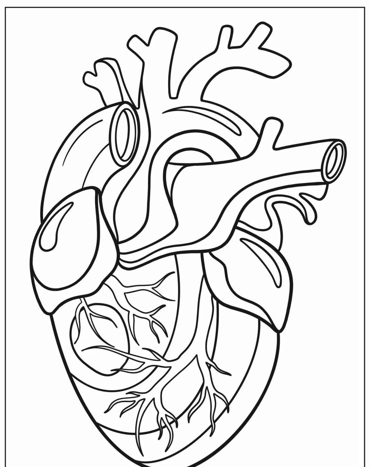 Desenho de um coração humano para colorir, com detalhes anatômicos e raízes.