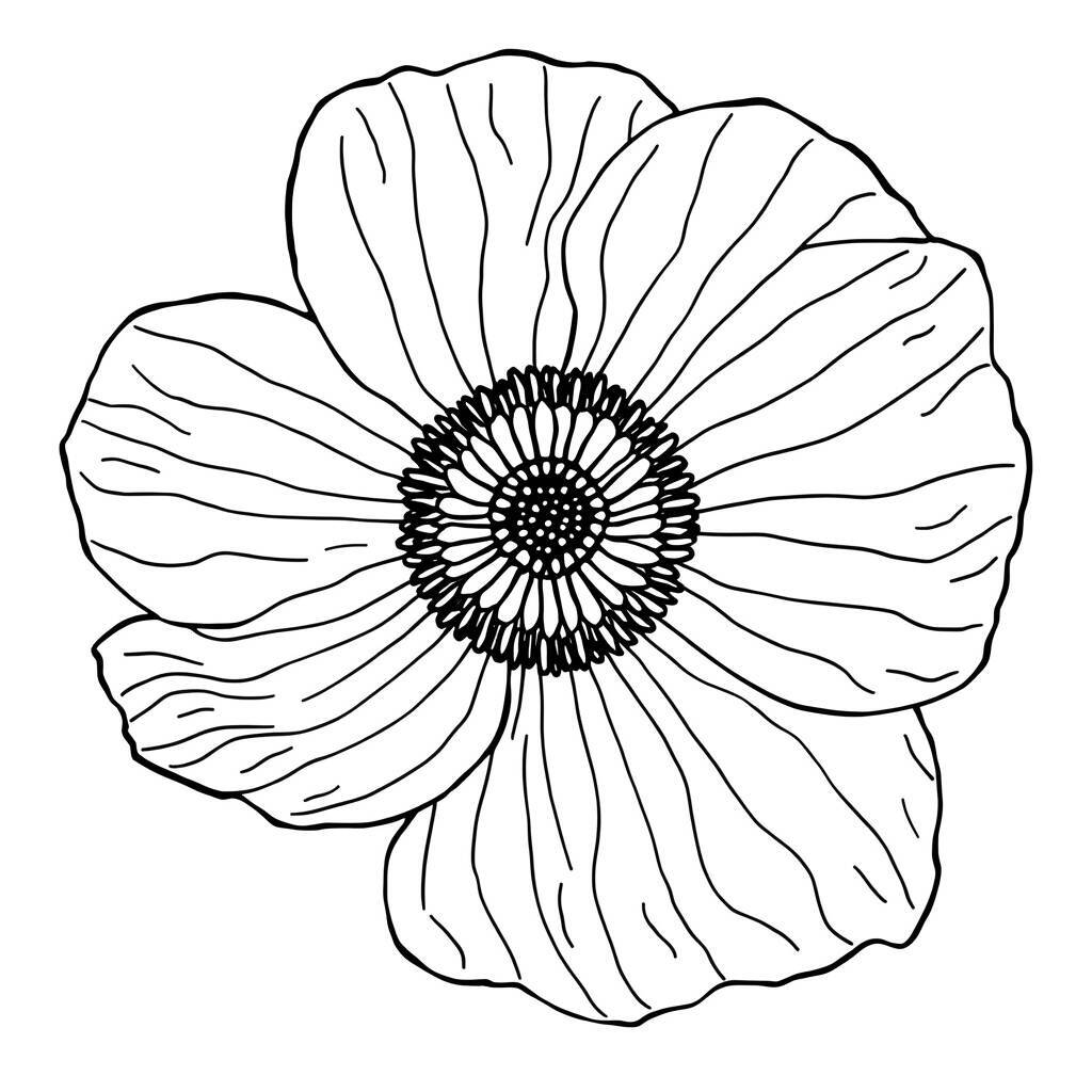 Desenho de uma flor anêmona em contorno para colorir